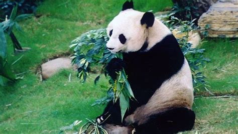 Happy Birthday Jia Jia Worlds Oldest Giant Panda Turns 37 And Sets