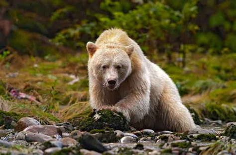 My Inspiration: Albino Animals I part
