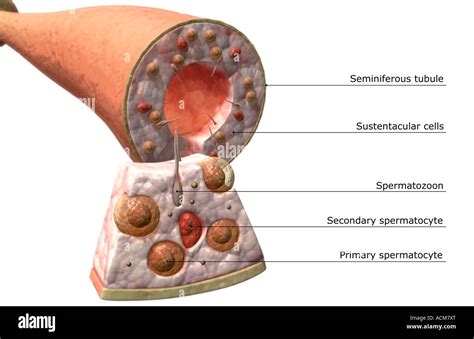 Imagens De Testículos Doentes