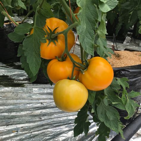 Orange Tomatoes 5lb Bag