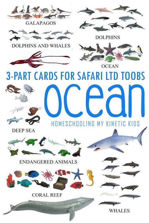 Montessori Inspired Whale 3 Part Cards For Safari Ltd Toob