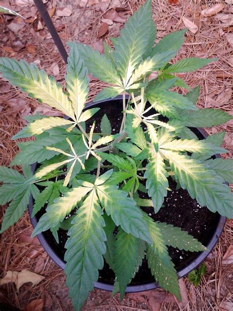 Why Cannabis Leaves Turn Yellow Grow Weed Easy