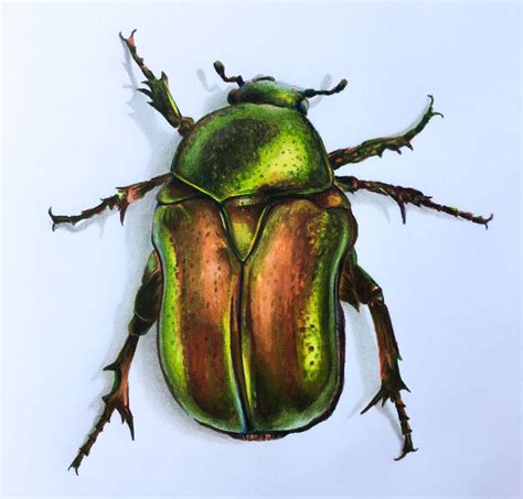 Rainbow Stag Beetle By Sunima Beetle Drawing Insect A