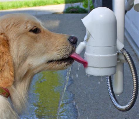 Waterdog Is A Motion Activated Drinking Fountain For Your Dog So They