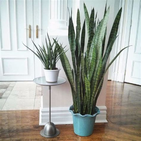 6 assorted earth tone ceramic planters hand picked for each order. Indoor Plants | 11 Best Small & Large Indoor House Plants ...