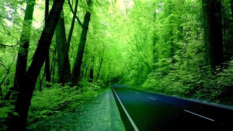 🥇 Forests Green Nature Roads Wallpaper 41545