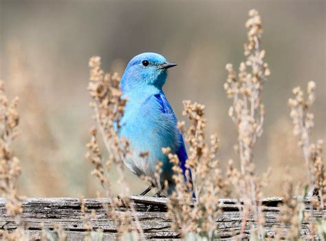 These Bird Sightings Are The True Sign Spring Has Sprung In Kamloops Infonews Thompson