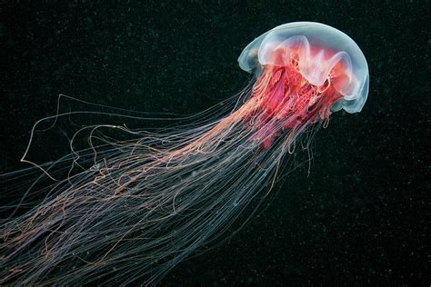 Lion's mane jellyfish have been observed below 42°n latitude for some time in the larger bays of the east coast of the united states. Lion's Mane Jellyfish Photograph by Alexander Semenov
