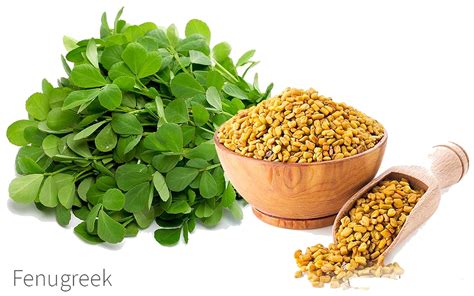 What Is Fenugreek Benefits And Uses Of Fenugreek Seeds Leaves