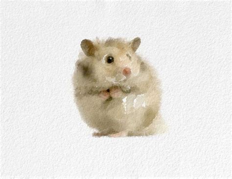 Hamster Watercolor Painting Art Print By Novosadwatercolors