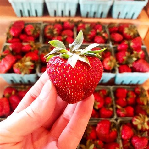 5 Pick Your Own Fruit Farm Dates In Greater Boston Boston Date Night