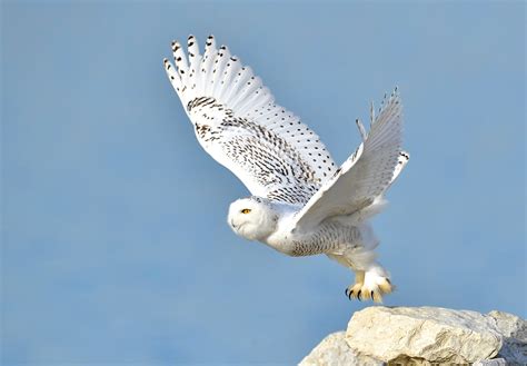 Snowy Owl Audubon Field Guide