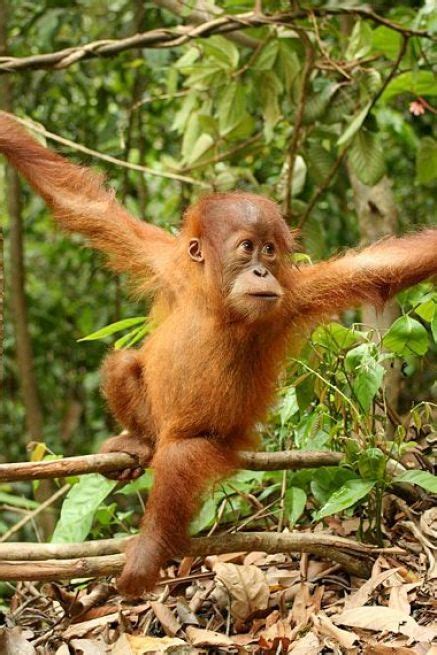 Once you've got to the tropics, you'll be amazed how many unusual animals live there. Encyclopaedia of Babies of Beautiful Wild Animals: Baby ...