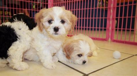 Nice Blenheim And White Cavachon Puppies For Sale In Georgia At