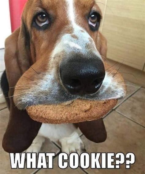 21 Funny Basset Hound Dog Memes Page 7 Of 8 The Paws