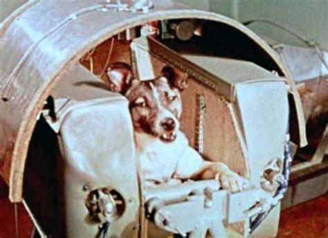 Laika The First Dog In Space Has Her Capsule Built Around Her No