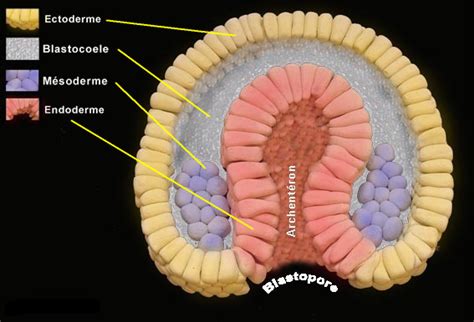 Sel tunggal/zigot morula blastula gastrula neurula fetus / janin EXACT 2's BLOG: Pertumbuhan dan perkembangan pada manusia ...