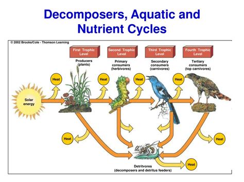 Ppt Decomposers Aquatic And Nutrient Cycles Powerpoint Presentation