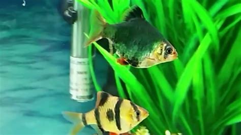 Giant Tiger Barbs In A Community Tank Tiger Barb Types And Care Guide
