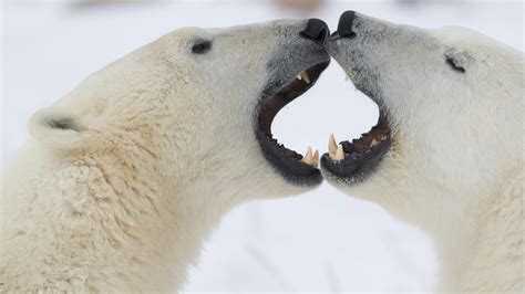 Two Polar Bear Fighting Facing Each Other Hd Wallpaper Wallpaper Flare