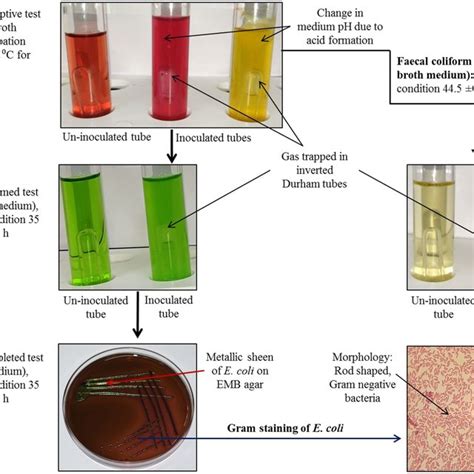 Test For Identification Of E Coli And Fecal Coliform Download