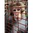 Mystery Monkey Captured In Florida  The New York Times