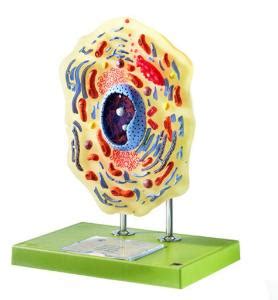 Nuclear envelope (also called nuclear membrane). Somso® Animal Cell Model | Ward's Science