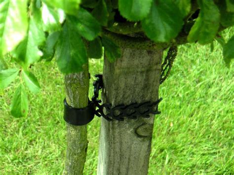 Rapstrap Tree Ties Semi Elasticated With Stem Guard Band