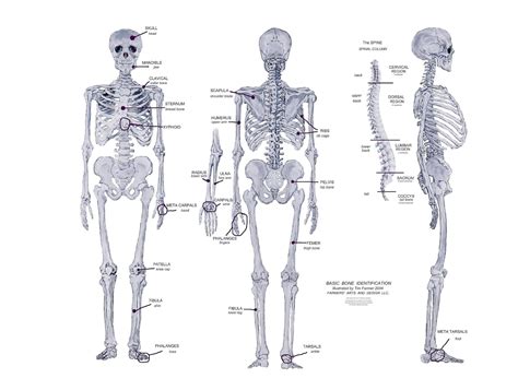 About Health Fast Facts About Bones Of Human Body