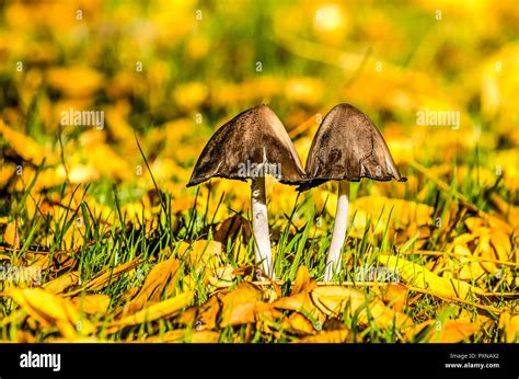 Brown Fungi On Grass Hi Res Stock Photography And Images Alamy