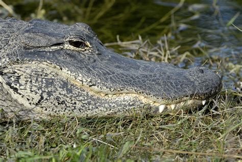 Filealligator Mississippiensis Florida Wikimedia Commons