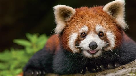 Red Panda Nwf Ranger Rick