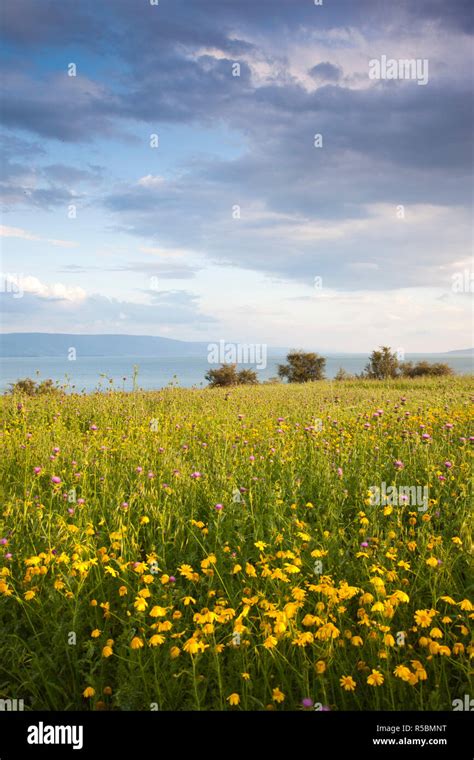 Tiberias Sea Of Galilee Lake Tiberias Hi Res Stock Photography And