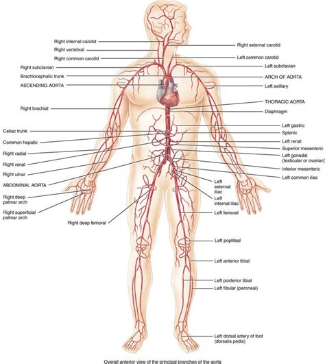 Review the major systemic veins of the body including the veins of the neck, arm, forearm, abdomen, pelvis, thigh, and leg in this interactive tutorial. Major veins and arteries in body (With images) | Human ...