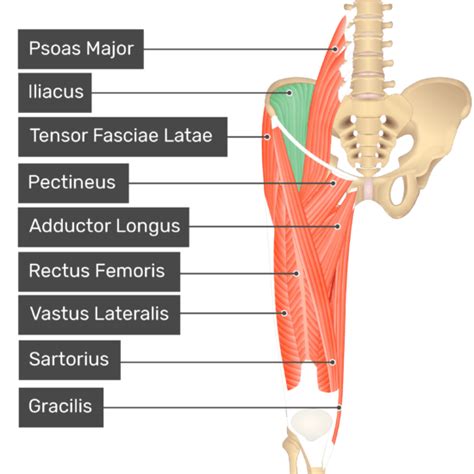For example, a man with a 1 centimetre biceps tendon will have greater potential for muscle mass than a man with a longer. Iliacus Muscle