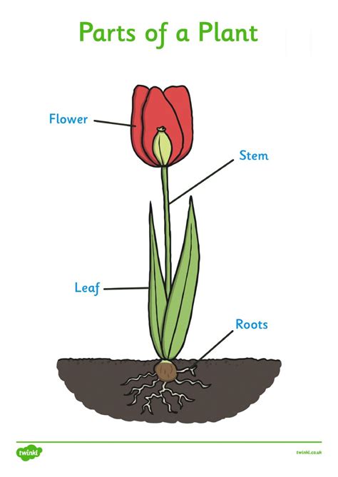 Ejercicio De Parts Of A Plant