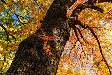 The Best Deciduous Trees For Australian Gardens