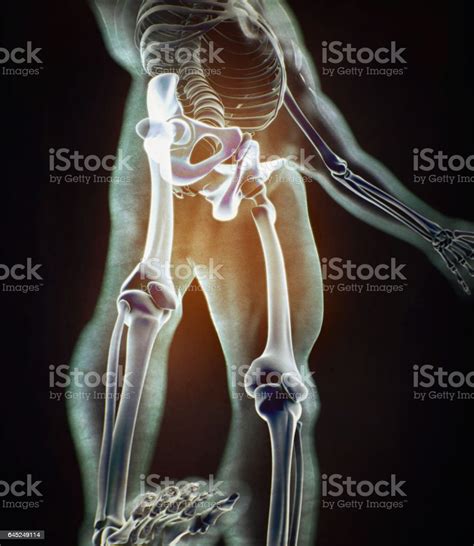 Ilium Bone Hip Bone Pelvis Human Anatomy Skeletal Structure Xray Stock