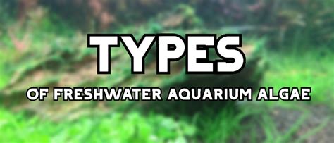 7 Common Types Of Freshwater Aquarium Algae Illustrated Aquanswers