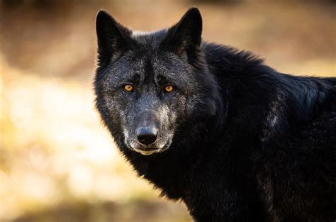 For Some Wolves A Black Coat Isnt Just Fashionable—its A Lifesaver