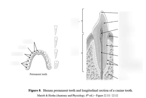 Human Permanent Teeth And Longitudinal Section Of A Canine Tooth