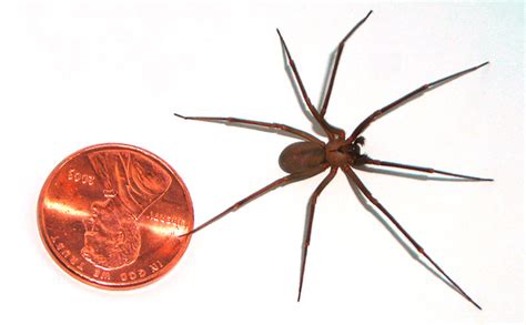 Australian Spiders The 10 Most Dangerous Australian Geographic