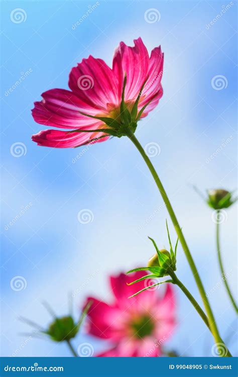 Pink Cosmos Flower Isolated On Blue Sky Stock Image Image Of Harmony