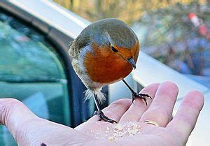 European robin Facts for Kids