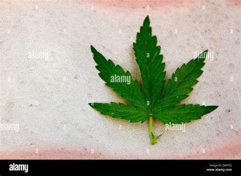 Cannabis Leaf Stock Photo Alamy