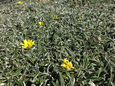 Dymondia Margaretae Drought Tolerant Landscape Drought Resistant