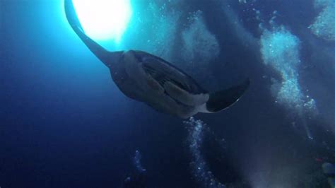 Night Dive In Kona January 2016 Manta Ray Spot Youtube