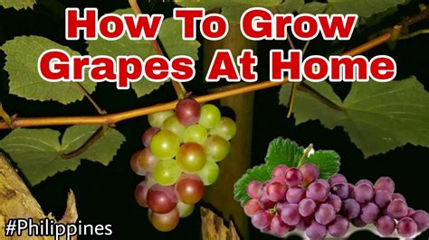 How To Grow Grape Vines At Home Youtube
