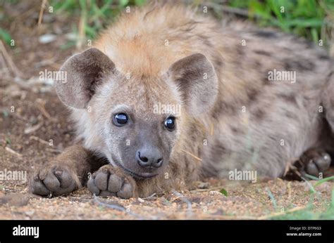 Hyena Lying Resting Hi Res Stock Photography And Images Alamy
