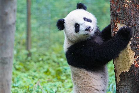 Panda Photos Et Images Libres De Droits Istock